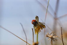 Coccinelle à 7 points