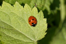 Coccinelle à 7 points