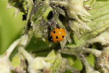 Coccinelle à 7 points