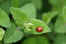 Coccinelle à 7 points sur une Ortie puante