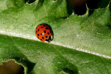 Autre Harmonia axyridis