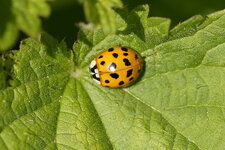 Coccinelle asiatique
