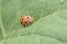 Coccinelle de la Bryone - Epilachna argus