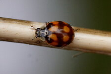 Coccinelle asiatique