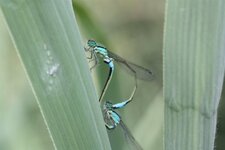 Coenagrion puella