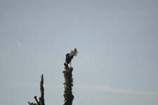 Cigogne blanche