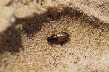 Coléoptère aphodiiné