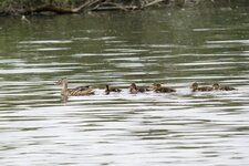 Colvert family