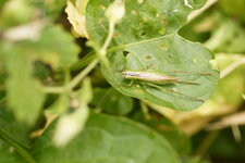 Conocephalus dorsalis femelle