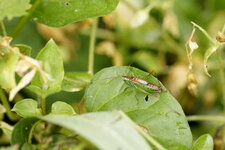 Conocephalus dorsalis mâle