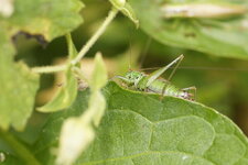 Conocephalus dorsalis mâle