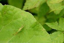 Conocephalus sp. - sous réserve