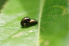Copulat de Chrysomèles