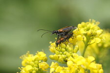 Copulation de Leptures douteuses