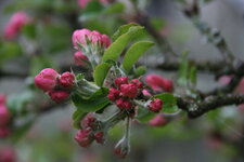 Bourgeons de pommier