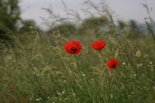 Coquelicot sp.