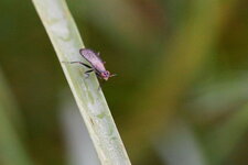 Coremacera marginata
