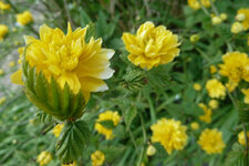 Corete du japon.Kerria japonica pleniflora