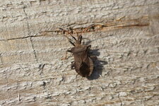 Coreus marginatus