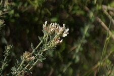 Cottonière sp. ou Gnaphale sp. ??? 