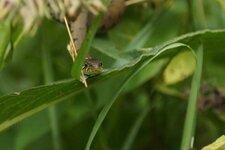 Couleuvre à collier