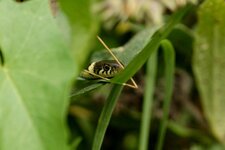 Couleuvre à collier