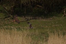 Couple de Busard des roseaux