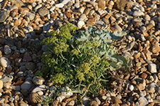 Crambe maritime
