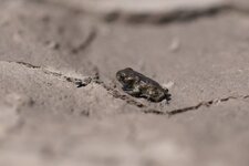 Crapaud calamite - Bufo calamita