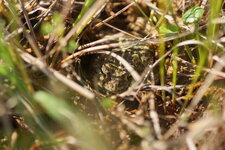 Crapaud calamite