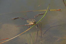 Crapaud commun