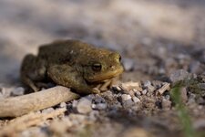 Crapaud commun