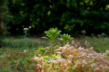 Crassulacée sp.