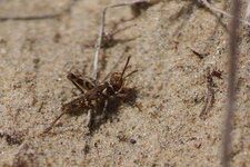 Criquet sp.