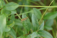 Criquet sp.