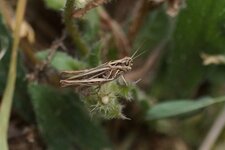 Criquet sp.