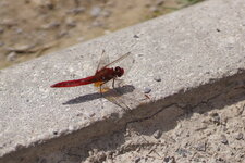 Crocothemis écarlate