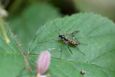 Ctenophora sp.