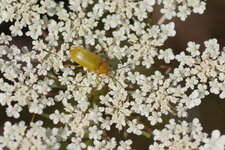 Ctenopius sp - sous réserve