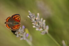 Lycaena phlaeas / le Cuivré commun, Le Bronzé