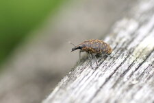Curculio sp. ou Liparis sp. ?