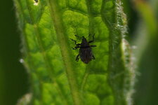 Curculionidé sp.
