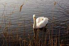 Cygne tuberculé