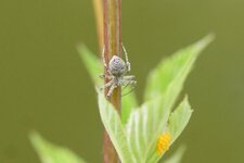Cyclosa conica