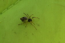 Cyclosa conica - sous réserve