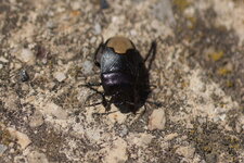 Cydnus aterrimus