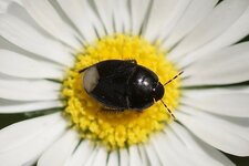 Cygnus sp. - sous réserve
