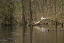 Cygne tuberculé et Tortue