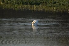 Cygne tuberculé