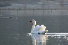 Cygne tuberculé mâle
